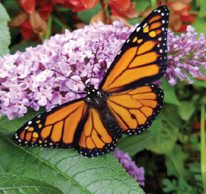 Monarch Butterflies in our Flower Garden