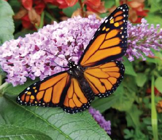 close up photo of large orange and black monarch butterfly sitting on purple flower
