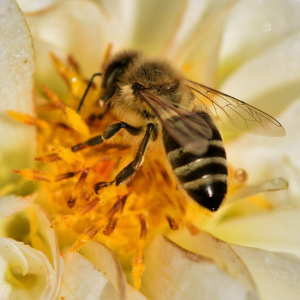 World Honey Bee Day: August 20